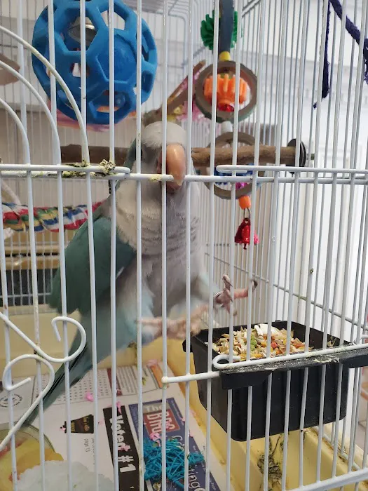 BiZee Bird Store 9
