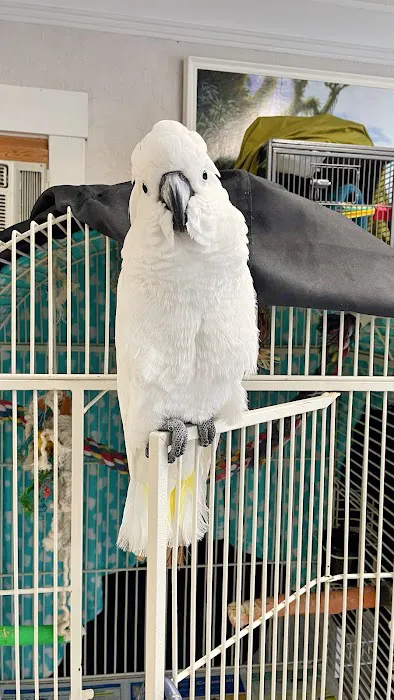 BiZee Bird Store 6