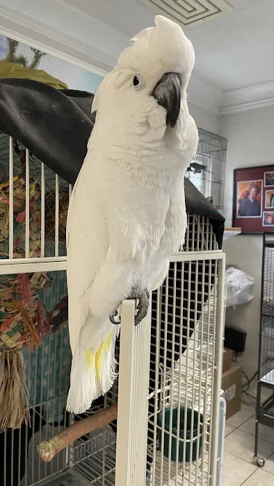 BiZee Bird Store 4
