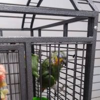 BiZee Bird Store ico