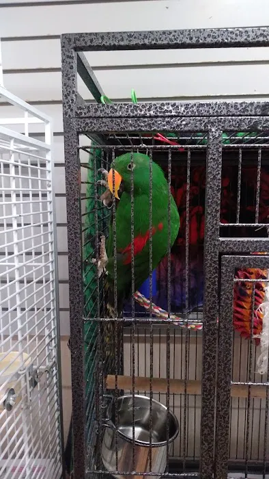 BiZee Bird Store 2
