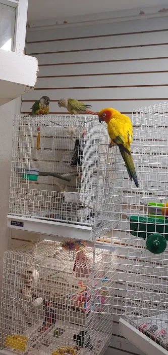 BiZee Bird Store 8