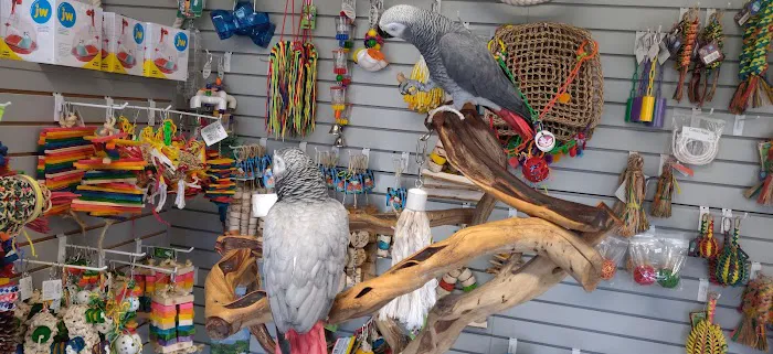 BiZee Bird Store 5