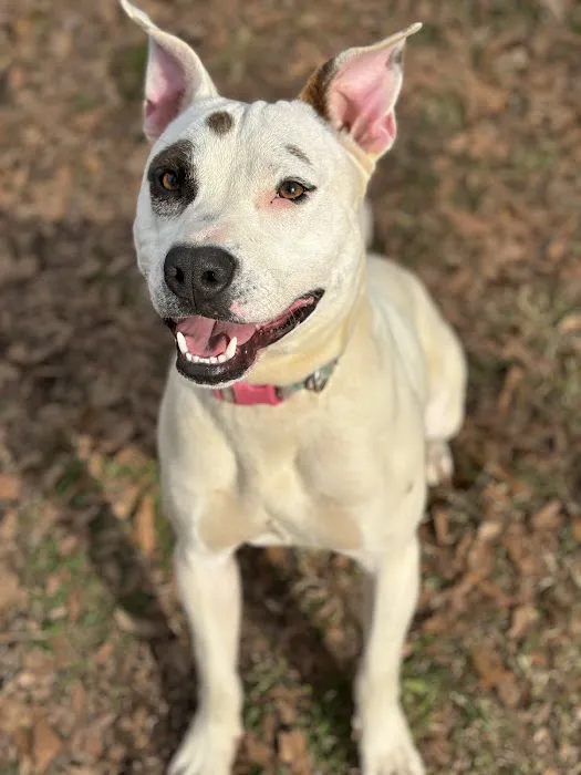 Hope Animal Hospital 12