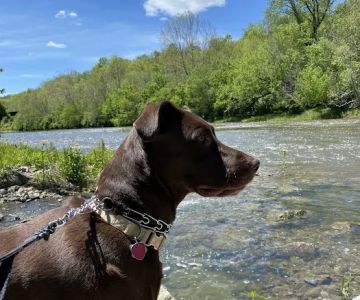 Western Carolina Regional Animal Hospital & Emergency Hospital