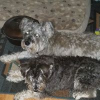 Hendersonville Veterinary Hospital ico