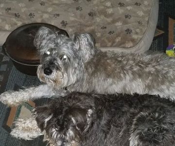 Hendersonville Veterinary Hospital