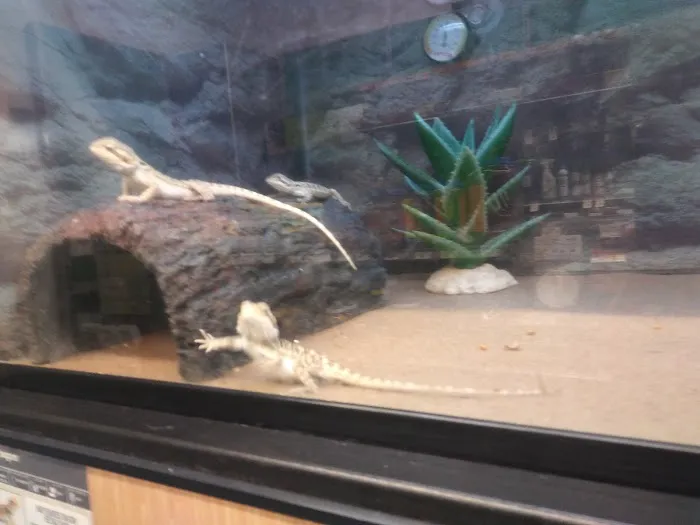 Petco 12