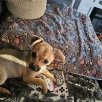 Petco ico