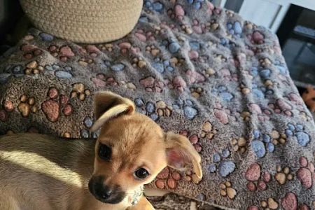 Petco
