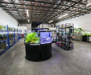 The Purple Tang (formerly known as Aquatic Bandits)