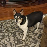 All Saints Animal Hospital ico