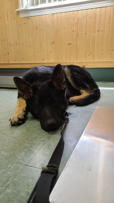 All Saints Animal Hospital 9