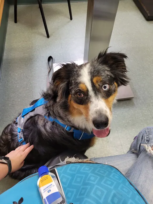 All Saints Animal Hospital 6