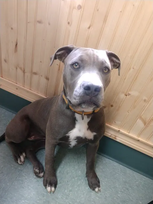 All Saints Animal Hospital 5