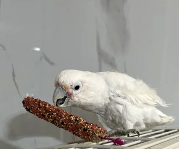 Parrot Cabana