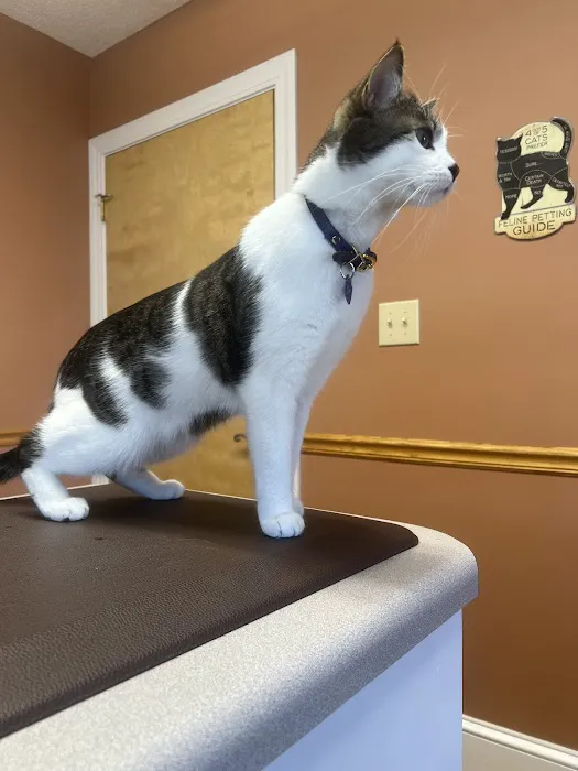 Apple Valley Animal Hospital 12