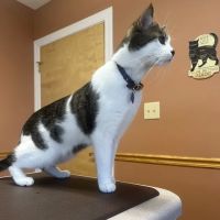 Apple Valley Animal Hospital ico