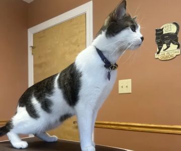 Apple Valley Animal Hospital
