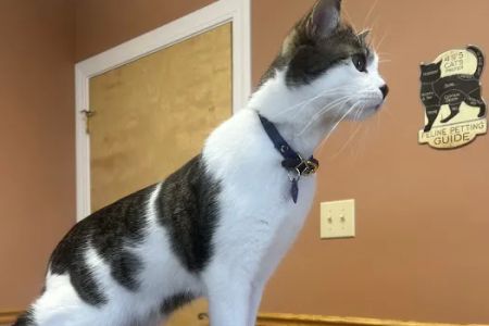 Apple Valley Animal Hospital