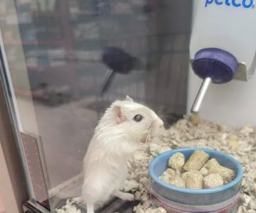 Petco