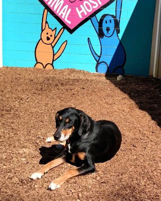 Pine Street Animal Hospital 6