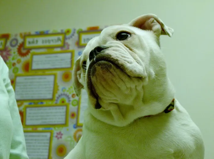 Pine Street Animal Hospital 2