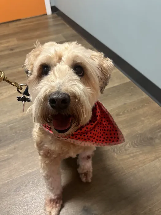 Pine Street Animal Hospital 1