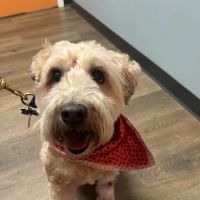 Pine Street Animal Hospital ico