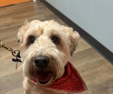 Pine Street Animal Hospital