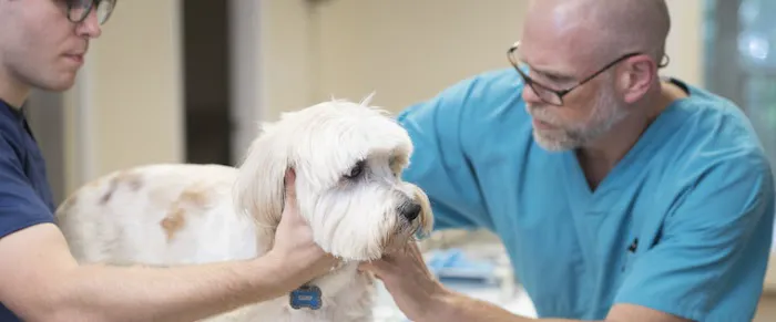 Pine Street Animal Hospital 5