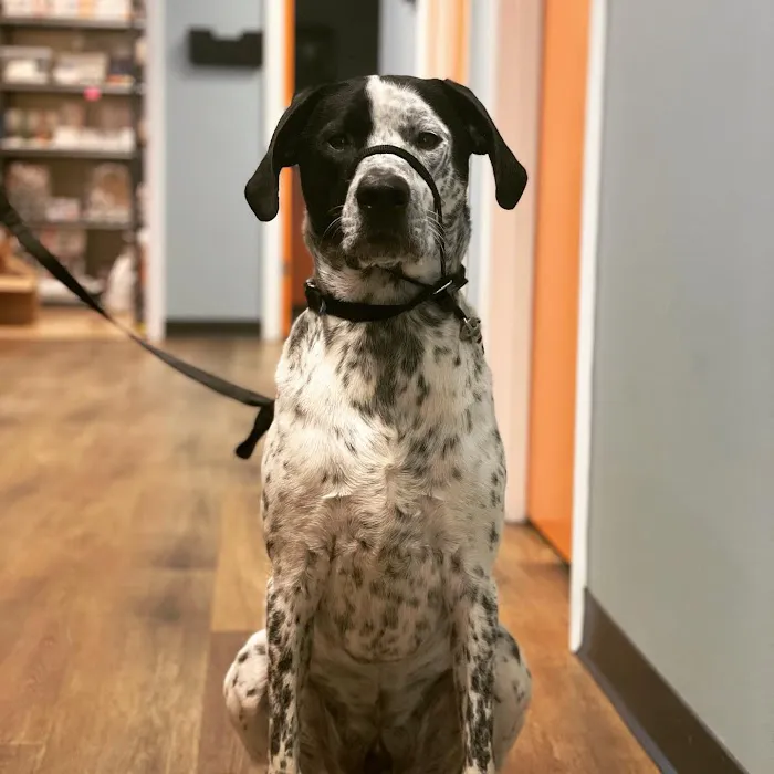 Pine Street Animal Hospital 10