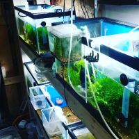Man O War Aquatics ico
