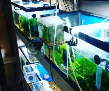 Man O War Aquatics