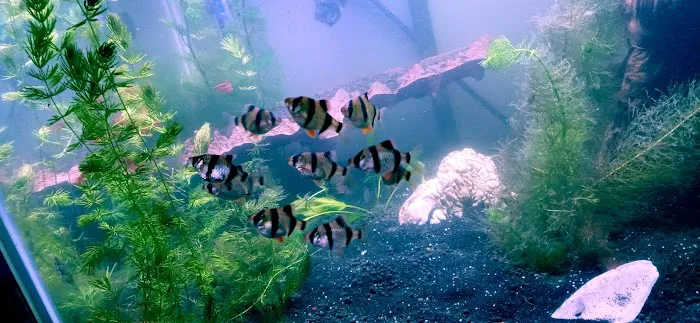 Man O War Aquatics 4