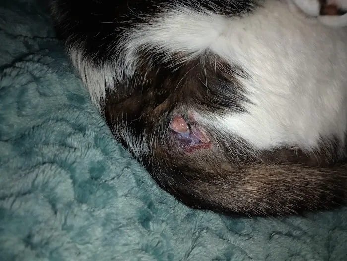 Palmetto Animal Urgent Care 12