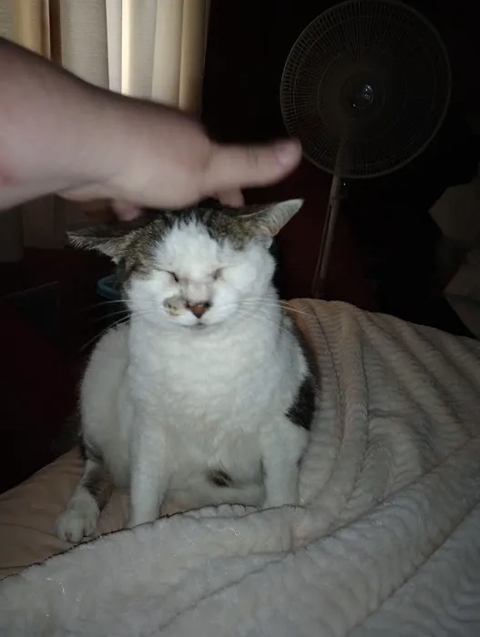 Palmetto Animal Urgent Care 12