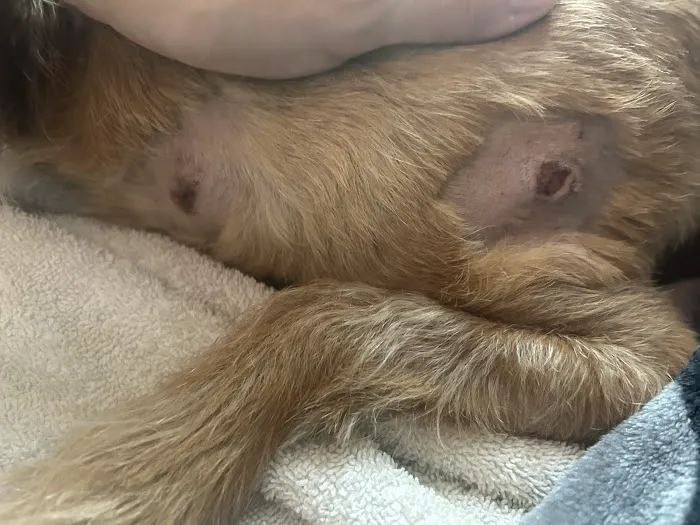 Palmetto Animal Urgent Care 12