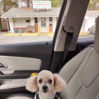 Thunder Road Animal Hospital ico