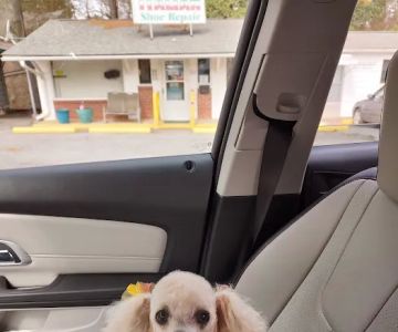 Thunder Road Animal Hospital
