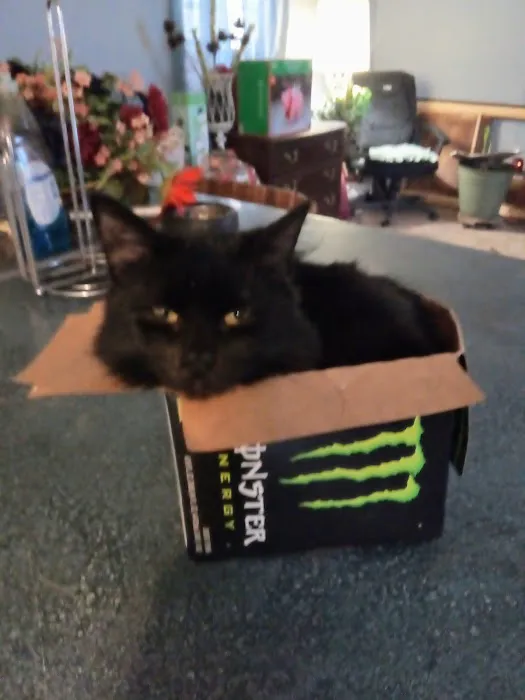 Thunder Road Animal Hospital 8