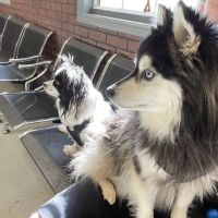 Hinkle's Pet Hospital ico
