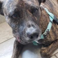 Rutherford Veterinary Hospital ico