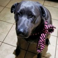 Tri-City Animal Clinic ico