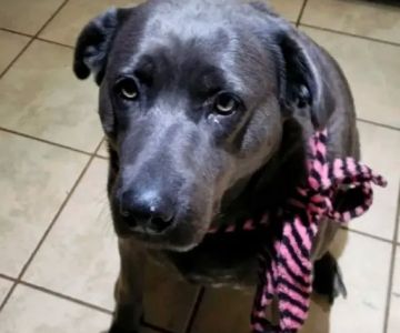 Tri-City Animal Clinic