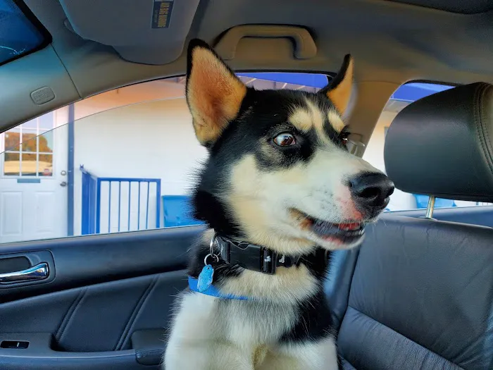 Foothills Animal Clinic 6
