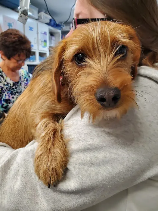 Foothills Animal Clinic 4