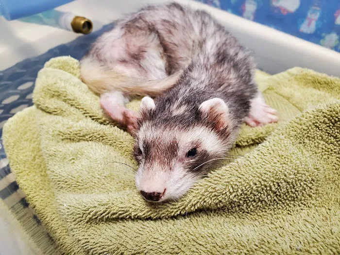 Foothills Animal Clinic 7