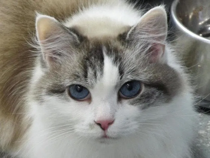 Foothills Animal Clinic 9