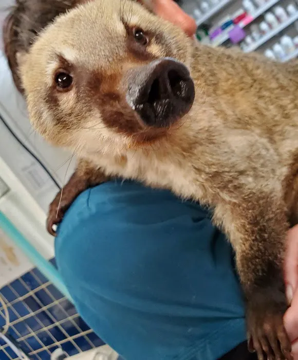 Foothills Animal Clinic 5